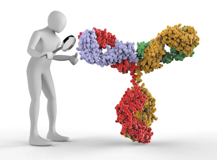 Protein-rich foods supporting immune function and overall health